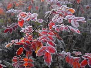 В Шахтах вновь ожидаются заморозки