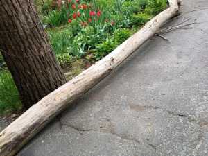 Аварийное дерево упало у дома на улице Садовой в Шахтах