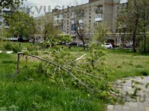 В Шахтах на Хабарова ночью сломали семь молоденьких деревьев