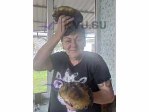 Жительница Шахт нашла гигантские грибы в дубовой роще